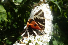 Hobbach_Insekten_Rusiischer_Bär